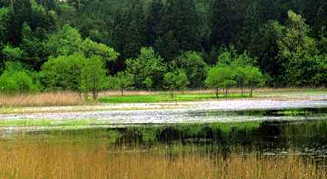 湿地の写真